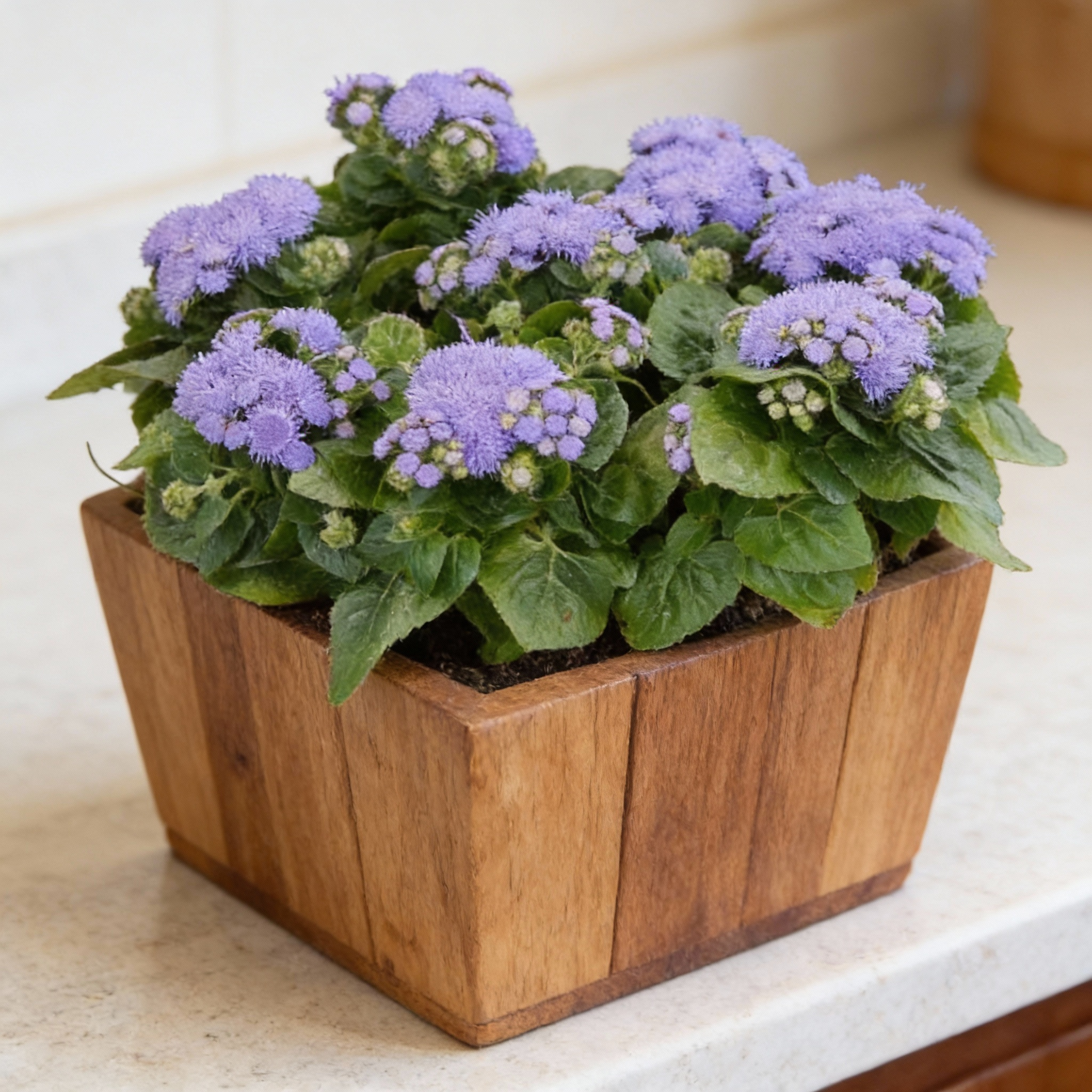 Kona Blue, Ageratum | Urban Farmer